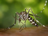 Due ordinanze per contrastare la proliferazione delle zanzare